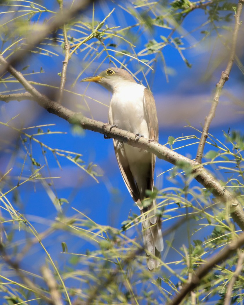 Кукліло північний - ML646867287