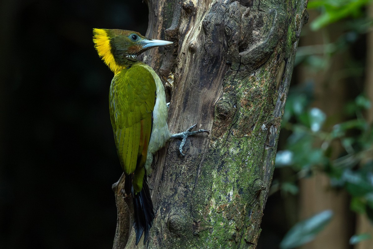 Большой желтохохлый дятел - ML646867288