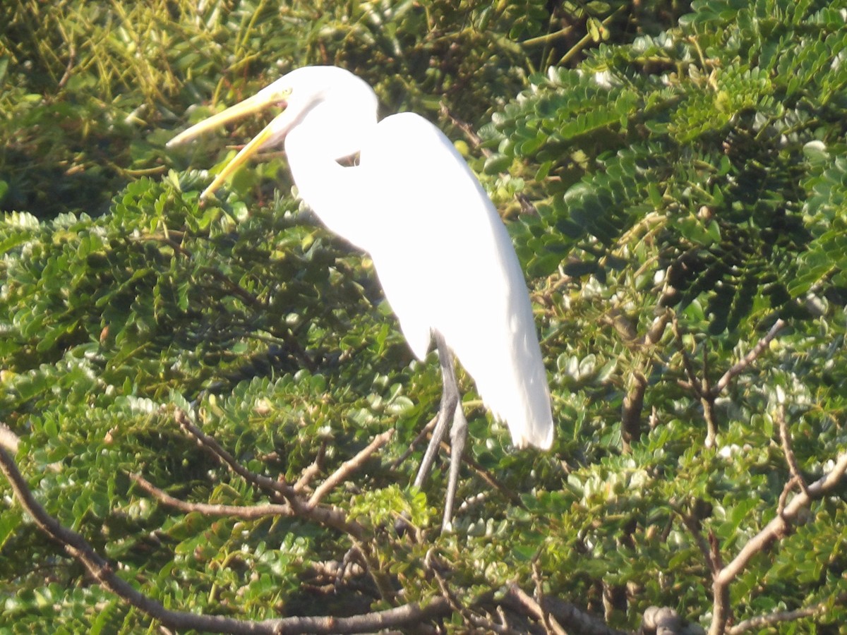 Airone bianco maggiore - ML646867289