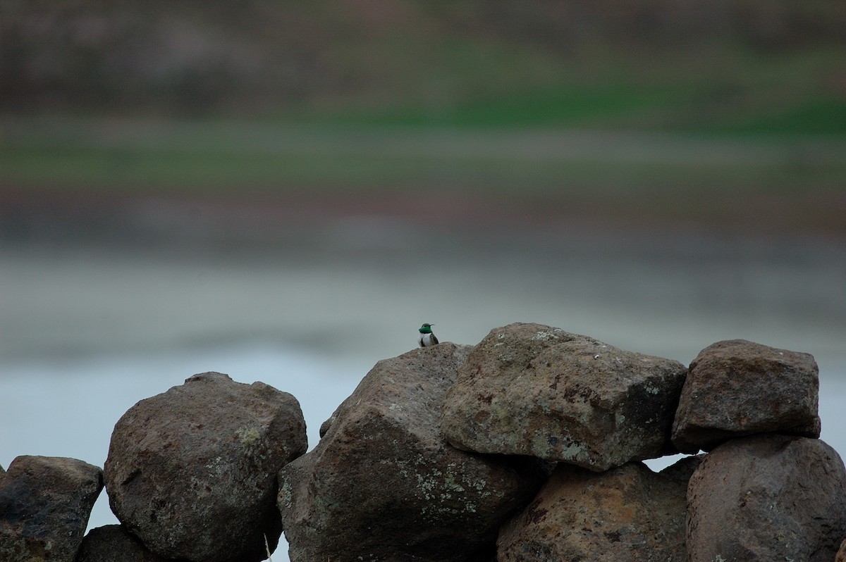 Andean Hillstar - ML646867291