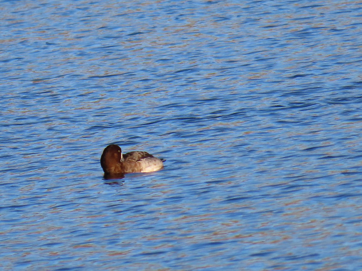 Чернь морська - ML646867292