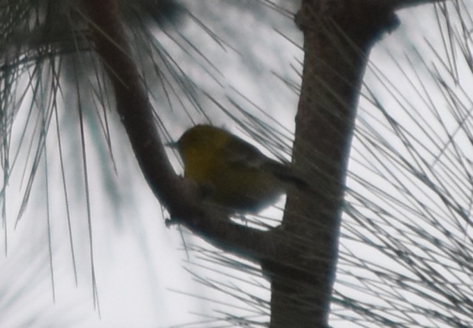 Reinita del Pinar - ML646867293