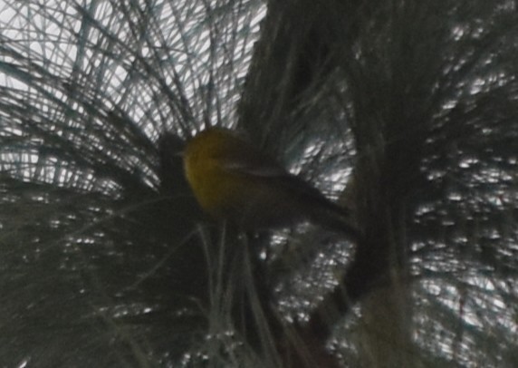 Reinita del Pinar - ML646867294