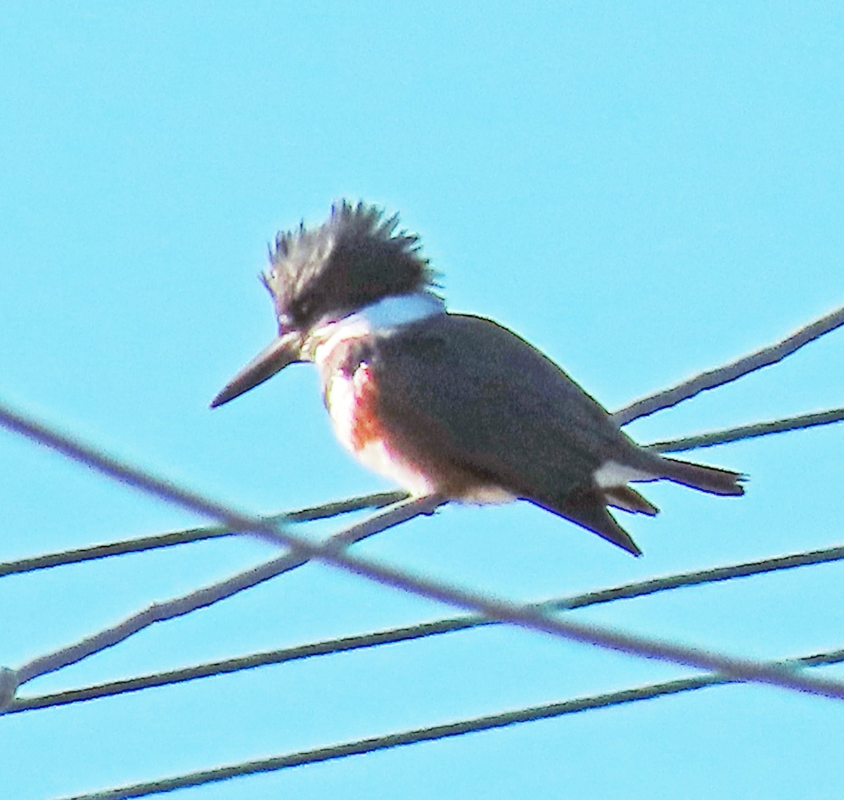 Martin handi iparramerikarra - ML646867295