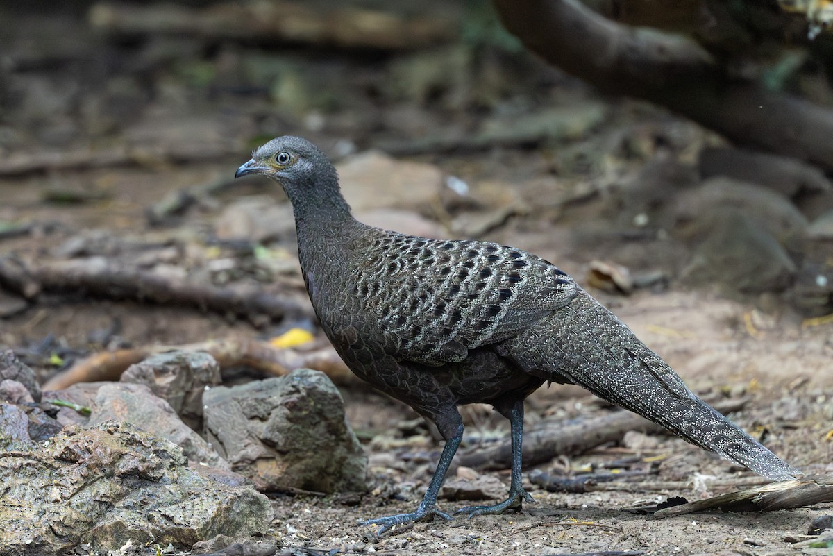 Серый павлиний фазан - ML646867297
