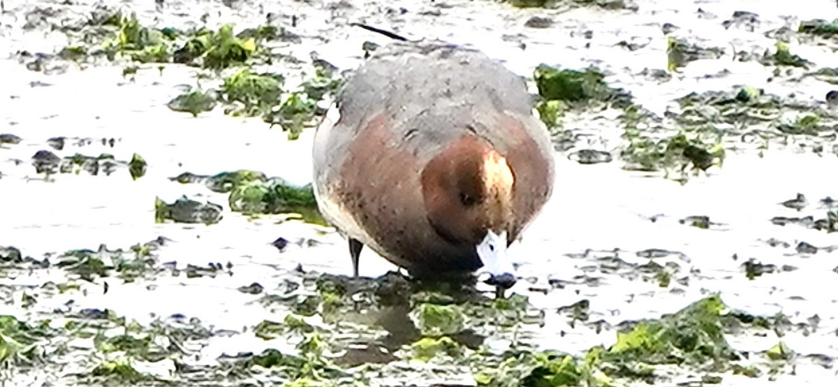 Eurasian Wigeon - ML646867298