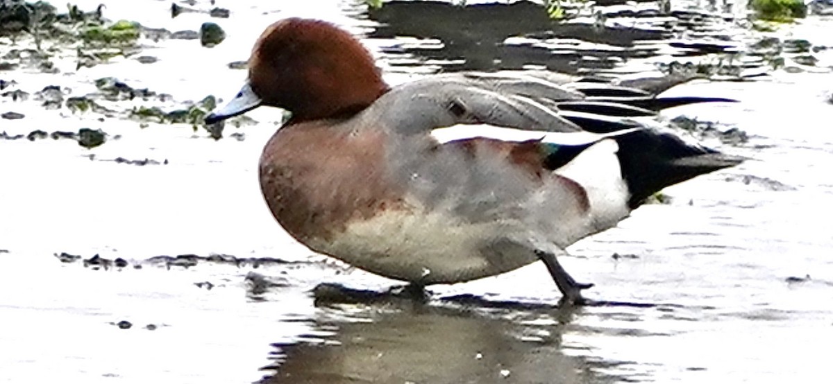 Eurasian Wigeon - ML646867299