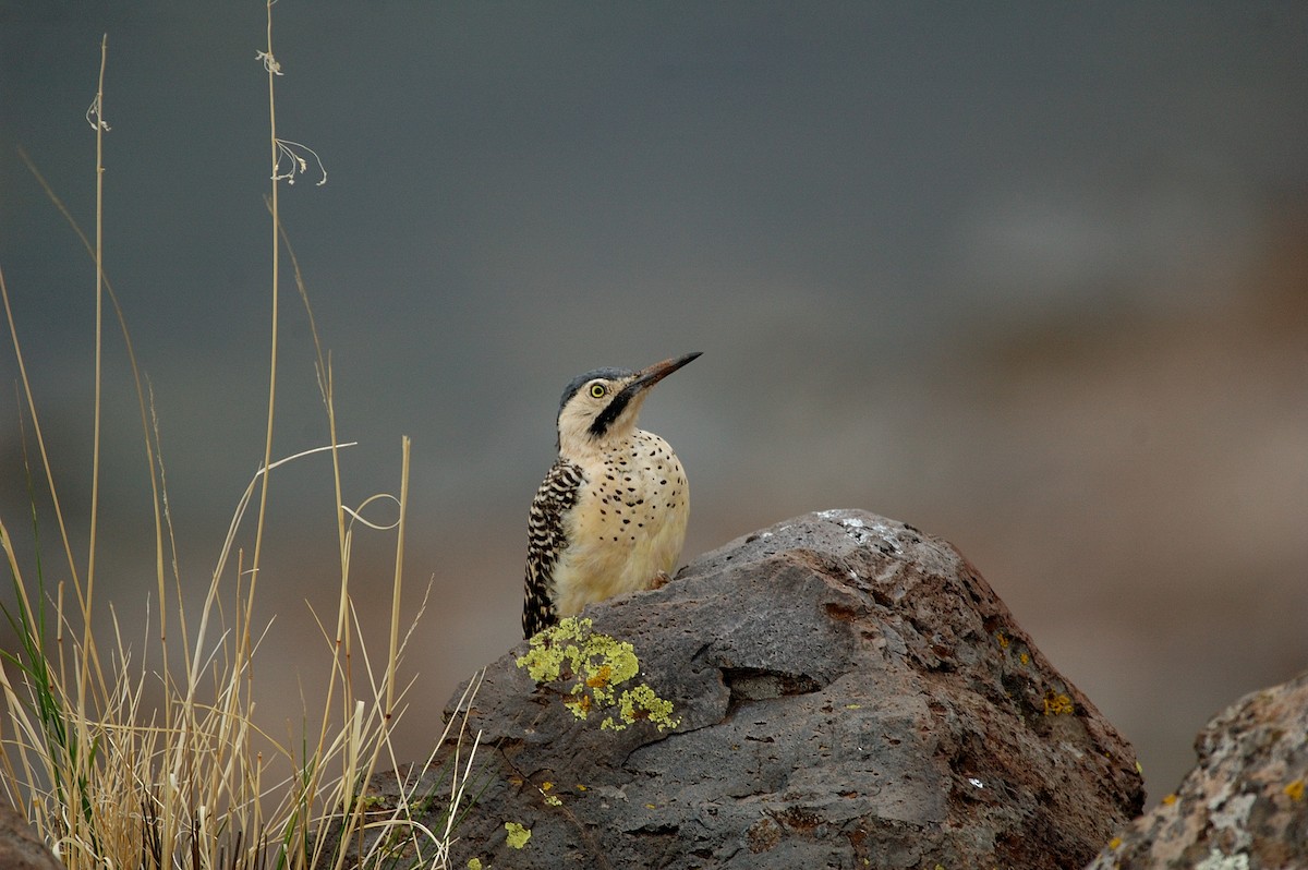 Andean Flicker - ML646867300