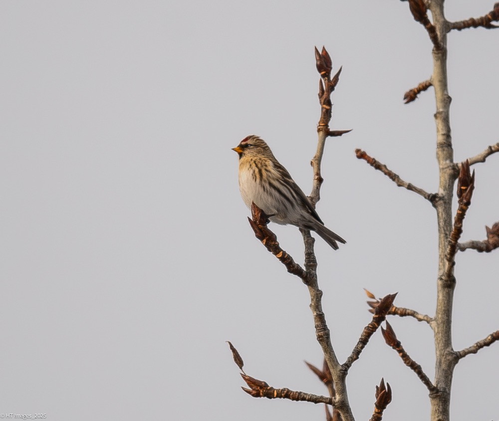 Redpoll (Common) - ML646867301