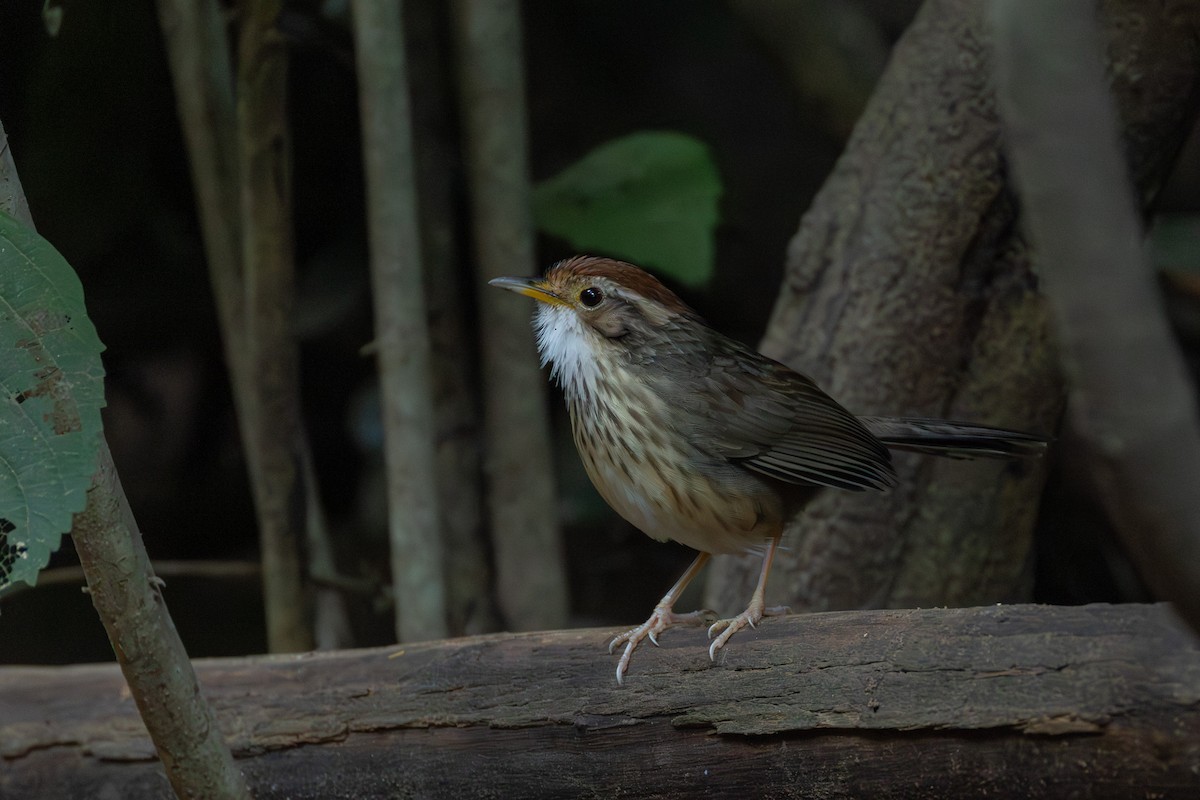 Пятнистогрудая тимелия-говорушка - ML646867303