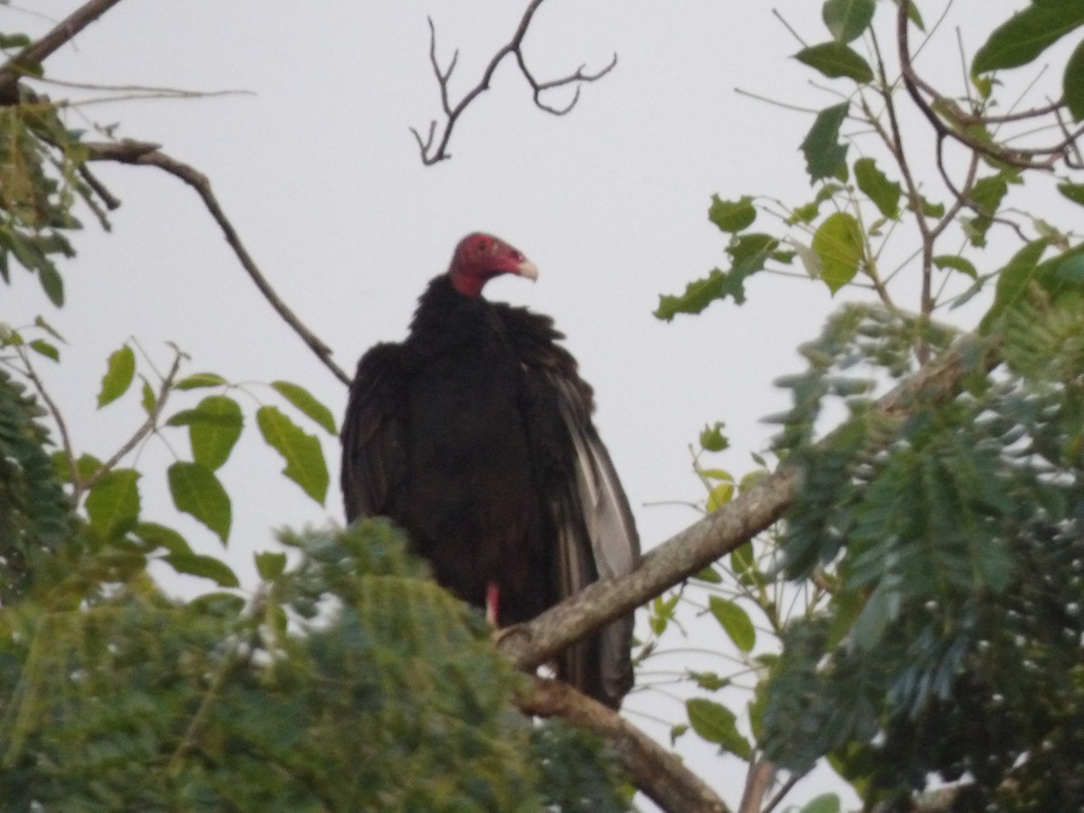 Turkey Vulture - ML646867304