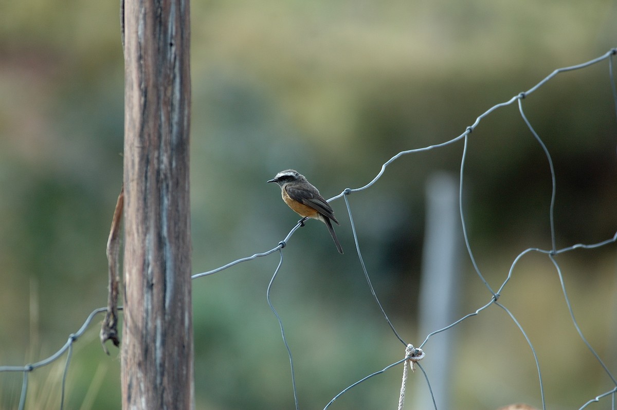 d'Orbigny's Chat-Tyrant - ML646867306