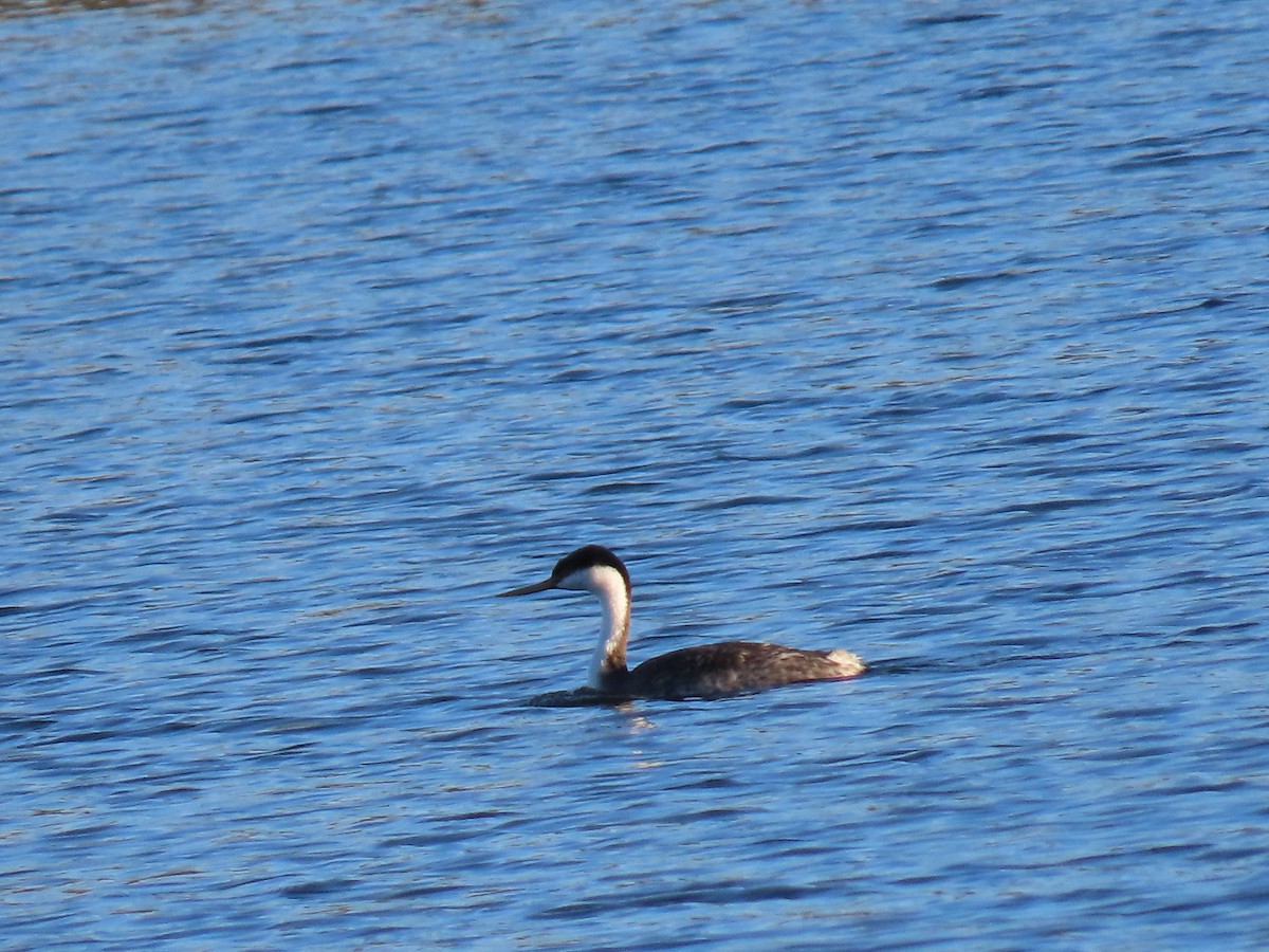 Пірникоза західна - ML646867309