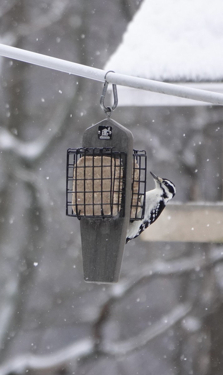 Downy Woodpecker - ML646867310