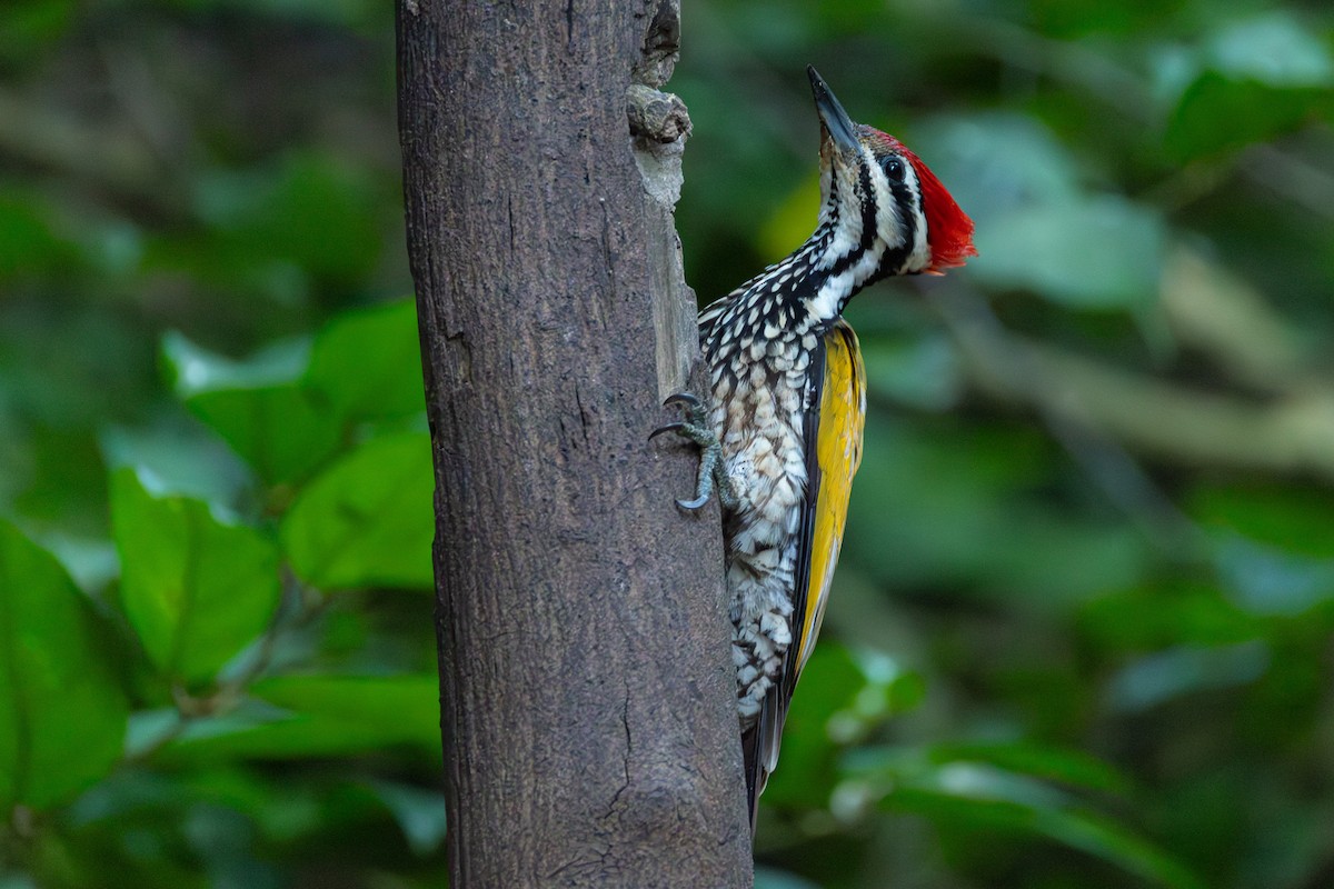 Огненоспинный дятел-султан - ML646867311