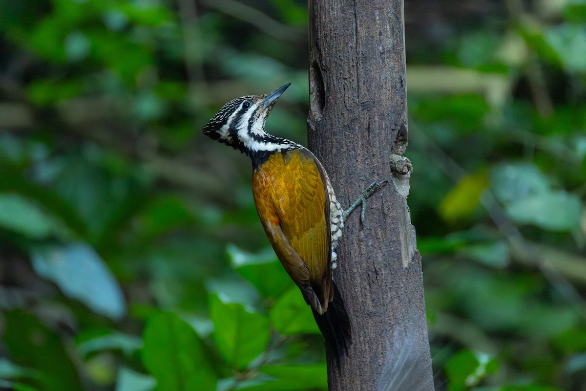 Огненоспинный дятел-султан - ML646867312