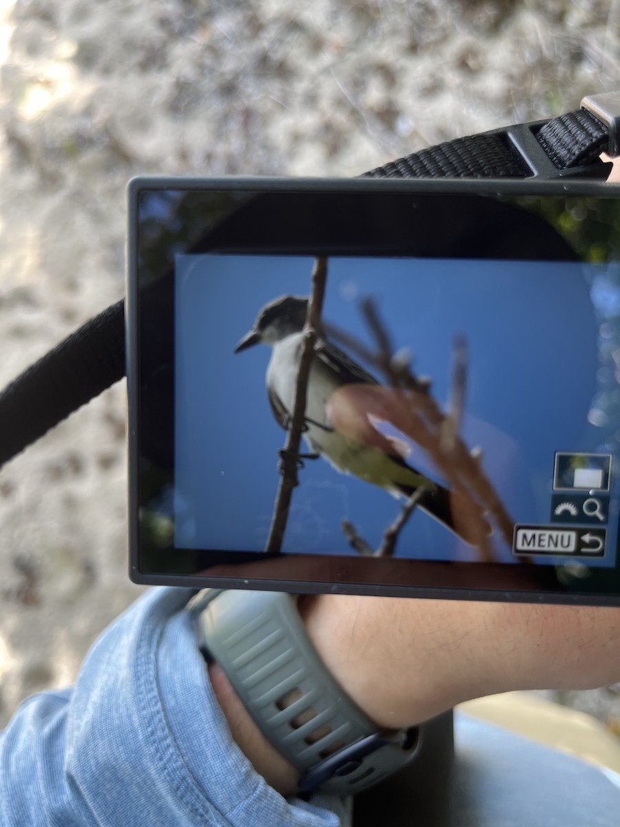 Gray Kingbird - ML646867313