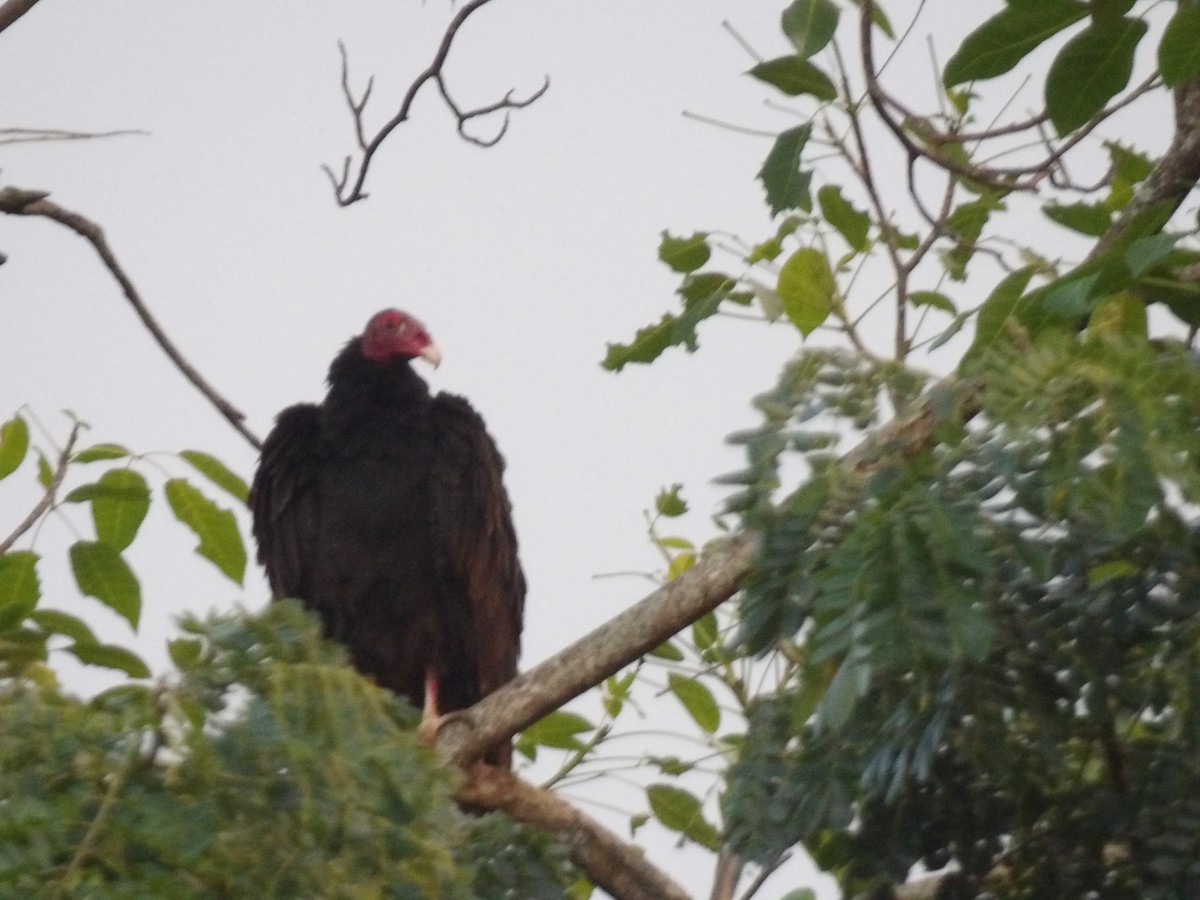 Turkey Vulture - ML646867317