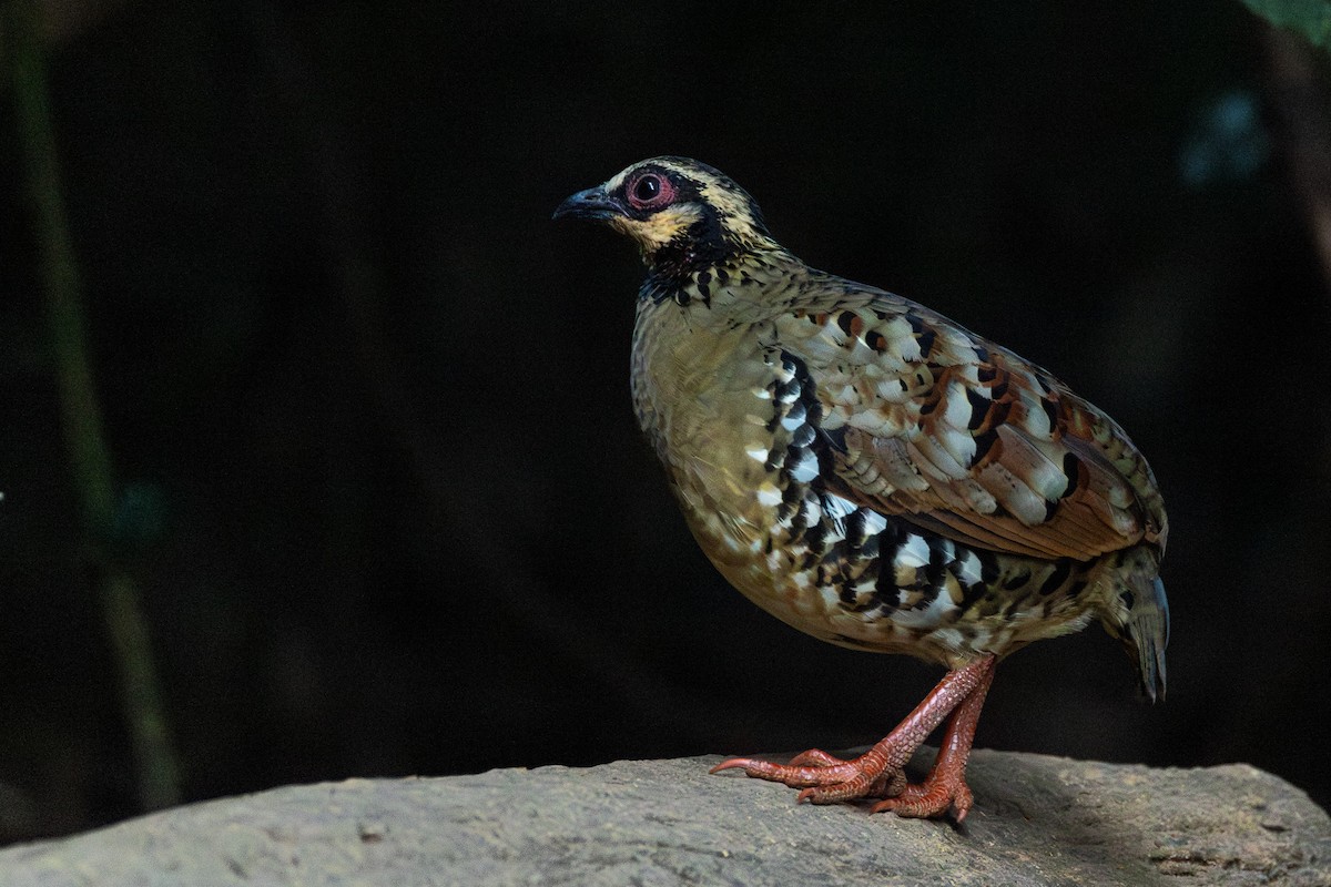 Пестробокая лесная куропатка - ML646867318