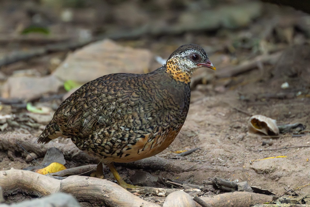 Зеленоногая лесная куропатка [группа chloropus] - ML646867320