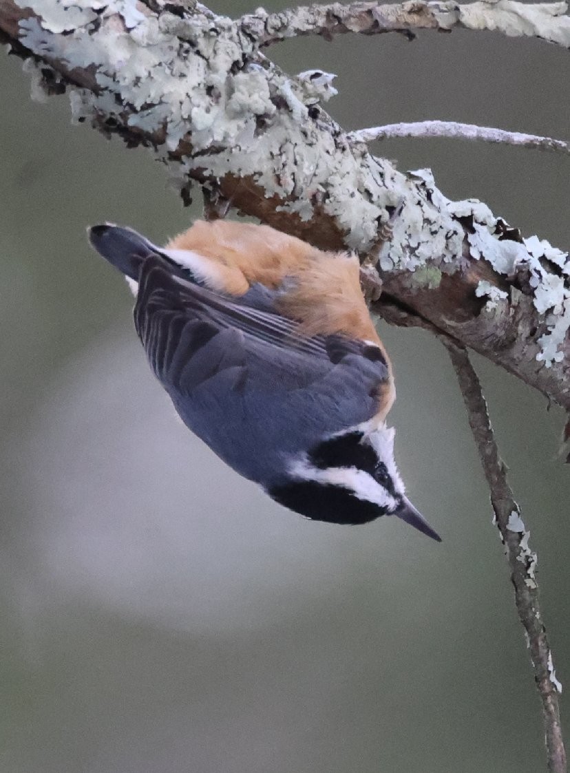 Rotbrustkleiber - ML646867322