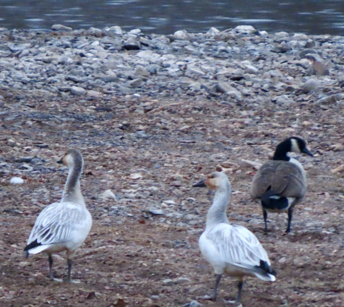 Snow Goose - ML646867325