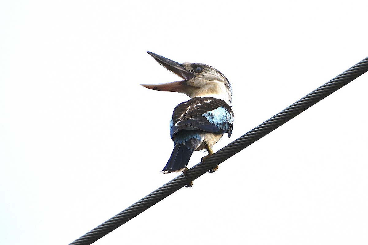 Blue-winged Kookaburra - ML646867328