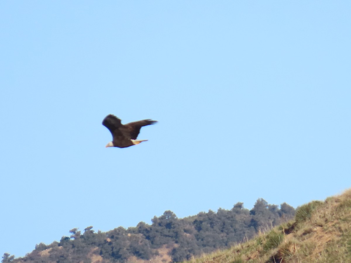 Bald Eagle - ML646867329