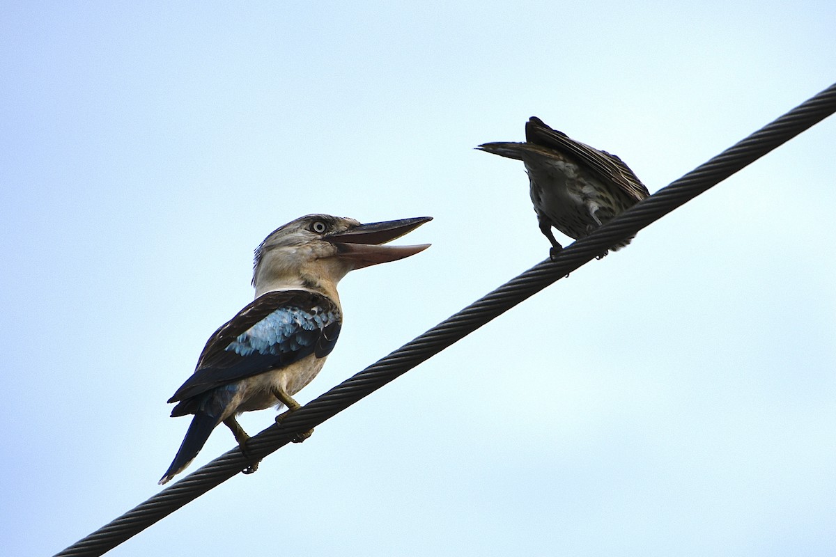 Blue-winged Kookaburra - ML646867330