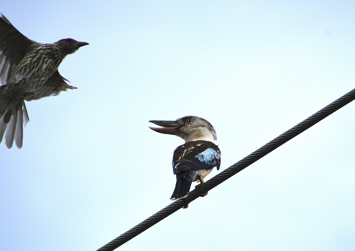 Blue-winged Kookaburra - ML646867331