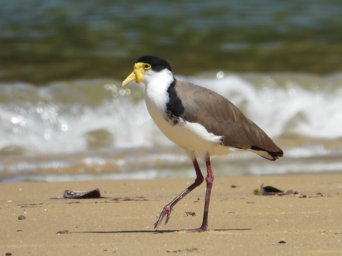 Masked Lapwing - ML646867333