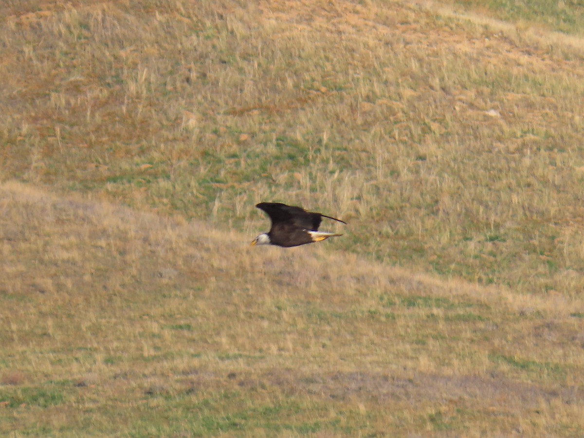 Bald Eagle - ML646867335