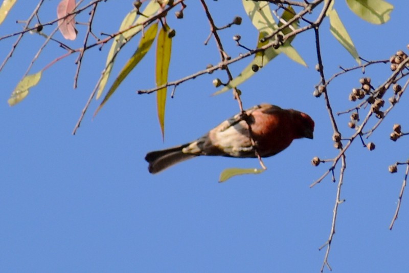 メキシコマシコ - ML646867339