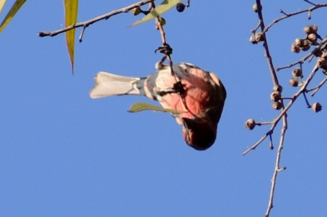 メキシコマシコ - ML646867340