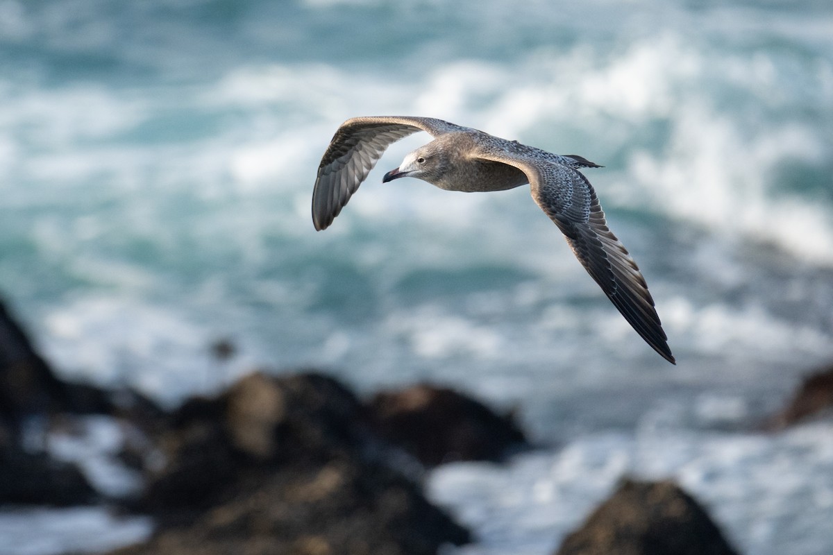 Western Gull - ML646867343