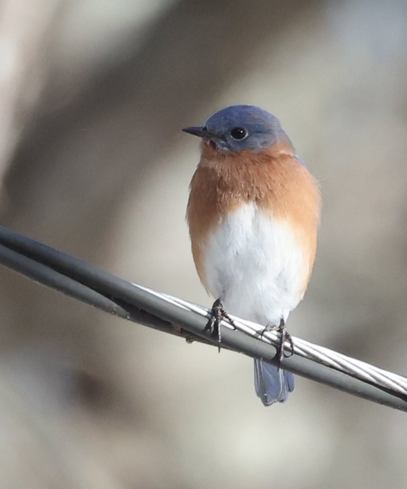 Rotkehl-Hüttensänger - ML646867344