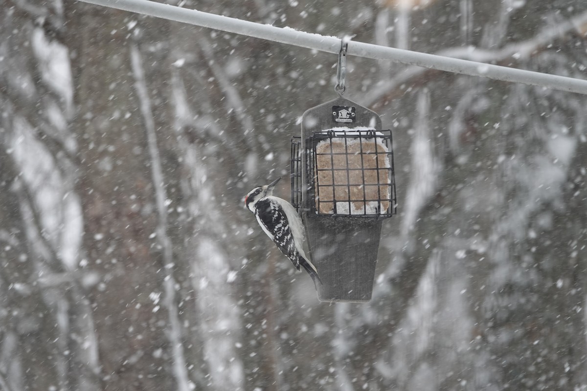 Hairy Woodpecker - ML646867345