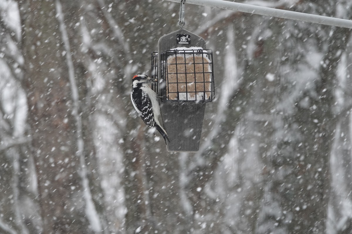 Hairy Woodpecker - ML646867346