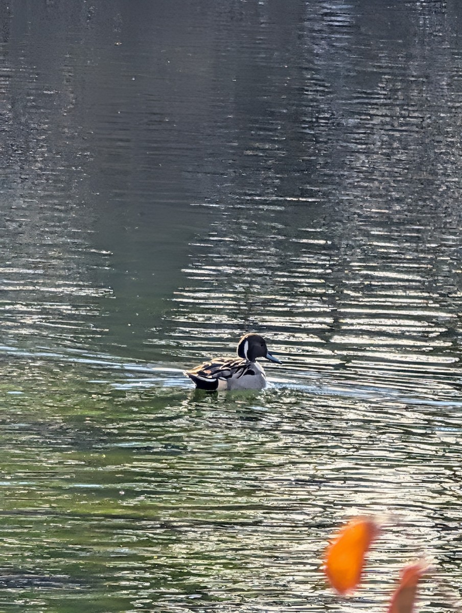 オナガガモ - ML646867347