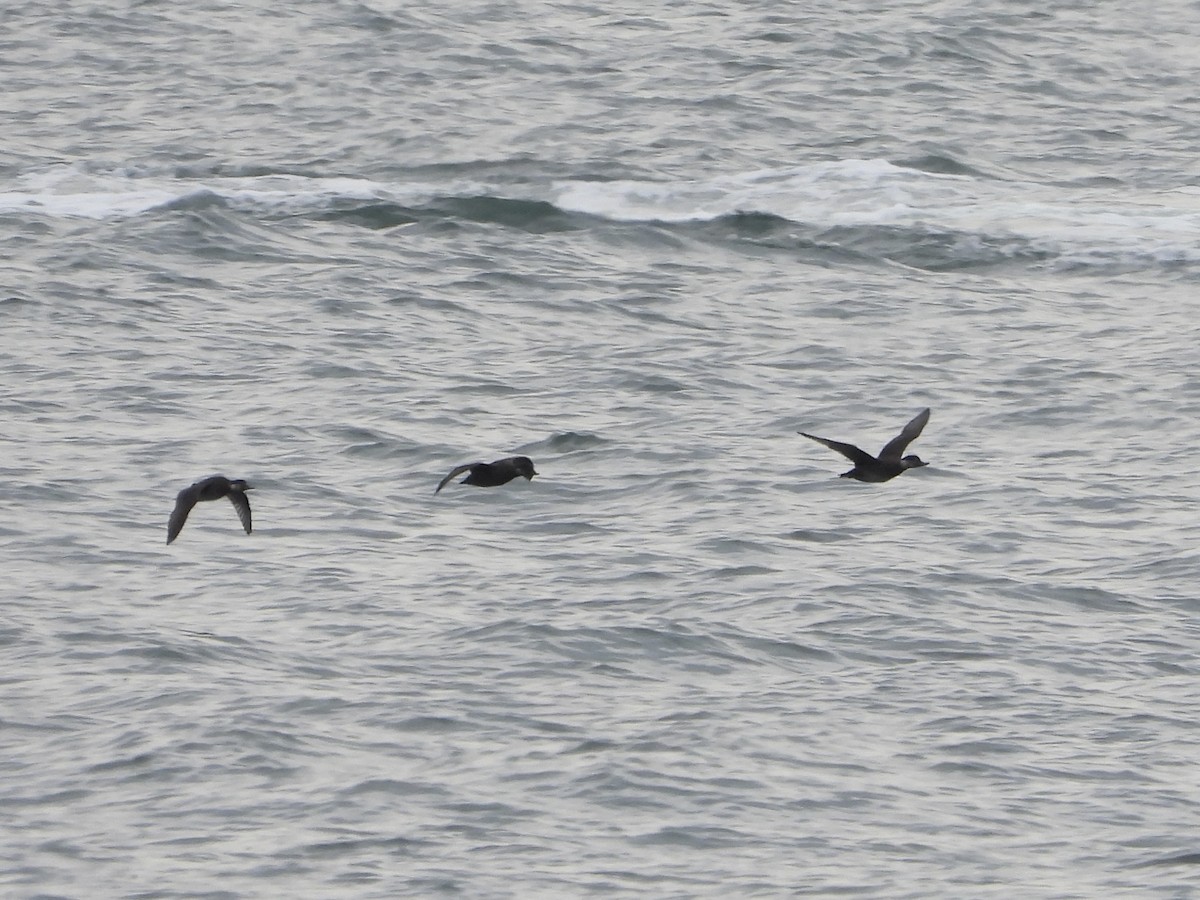 turpan žlutozobý - ML646867349