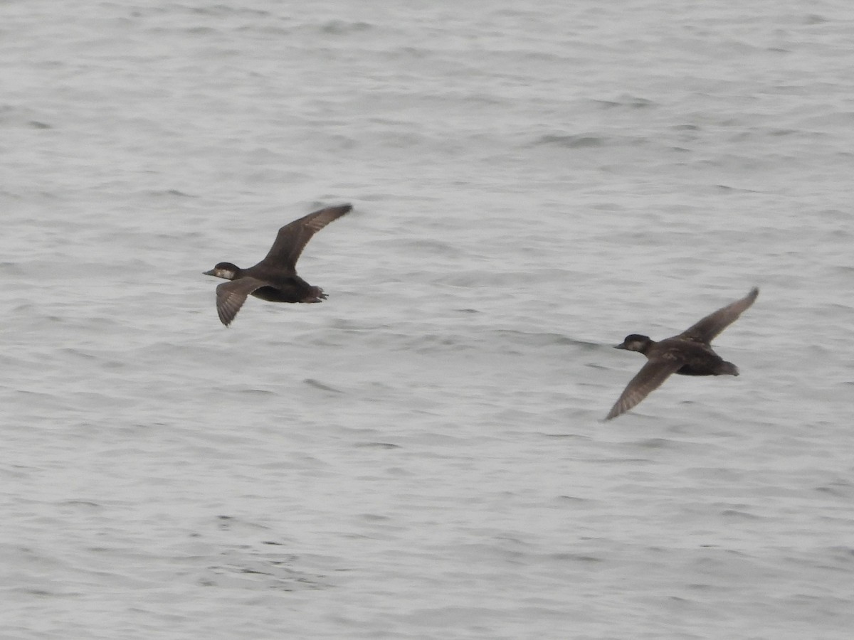 turpan žlutozobý - ML646867350