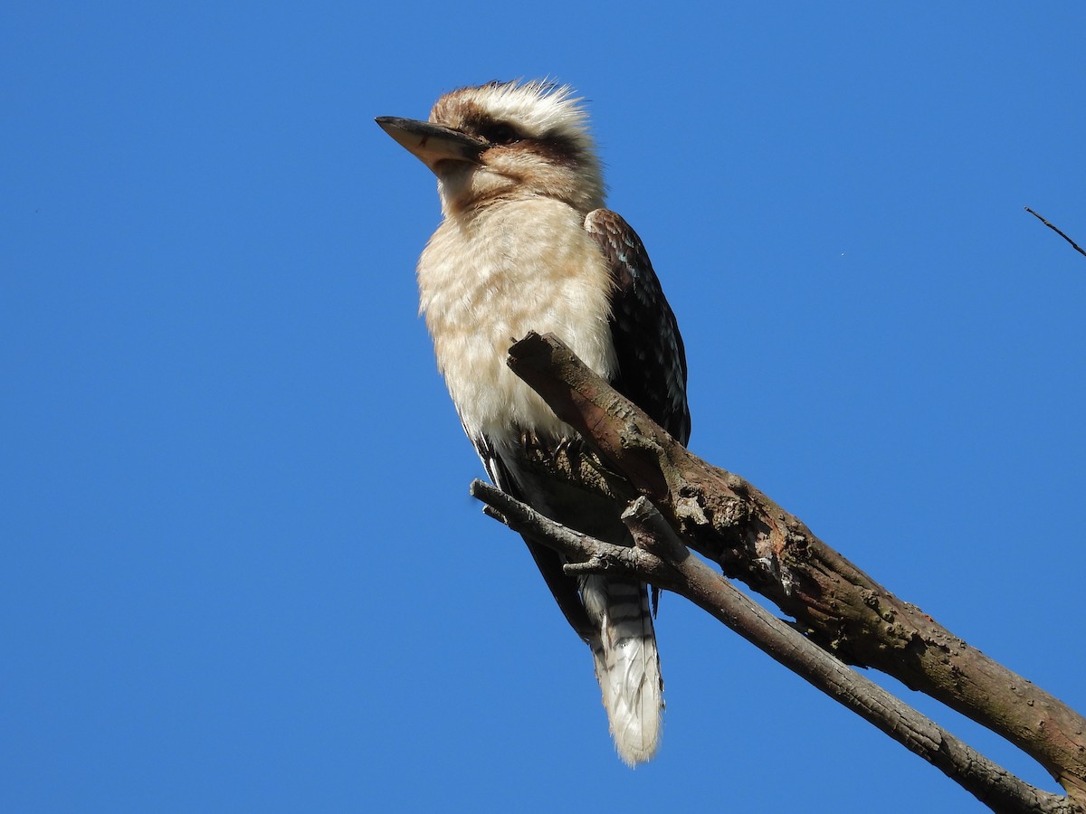 Laughing Kookaburra - ML646867351
