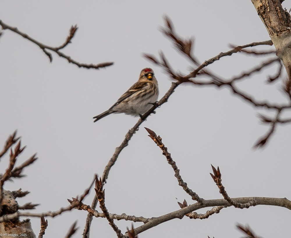 Redpoll (Common) - ML646867352