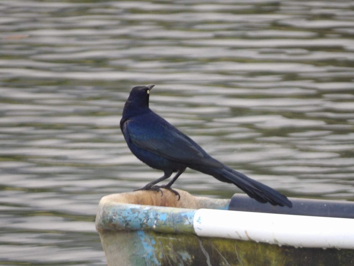 Great-tailed Grackle - ML646867354