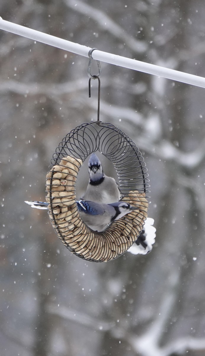 Blue Jay - ML646867356