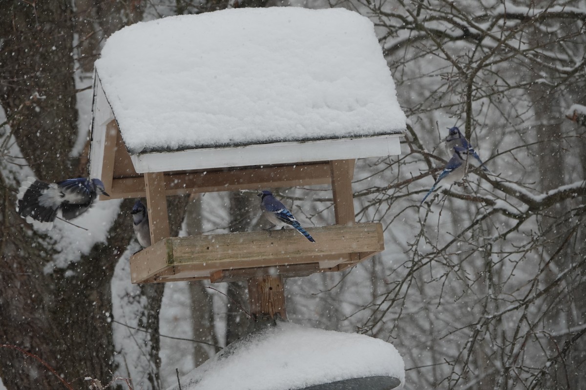 Blue Jay - ML646867357