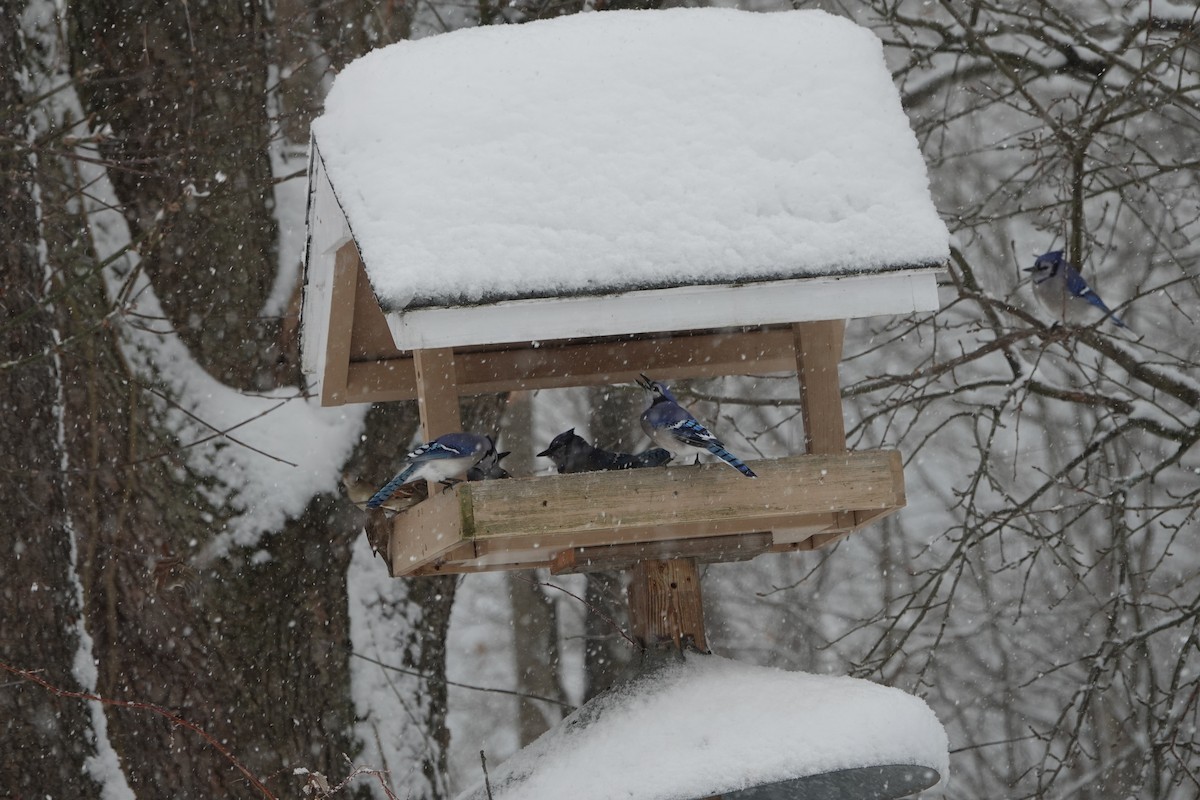 Blue Jay - ML646867358