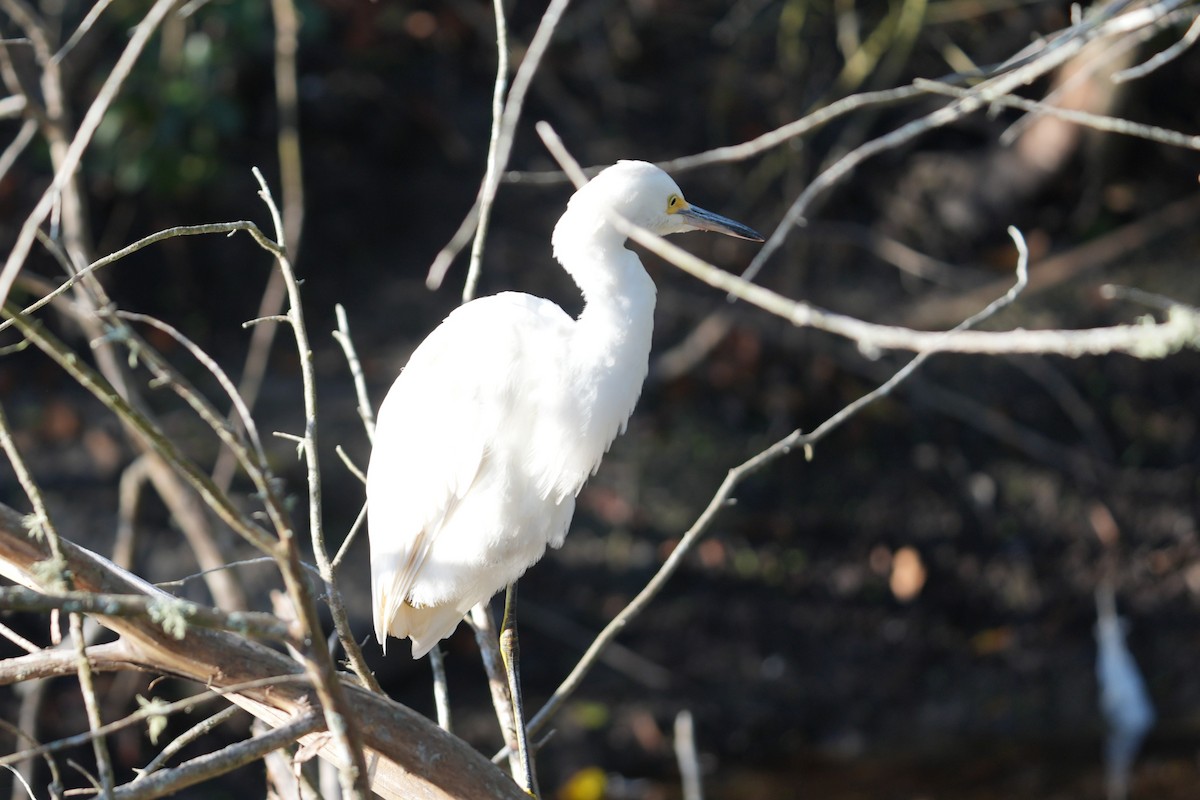 Snowy Egret - ML646867359