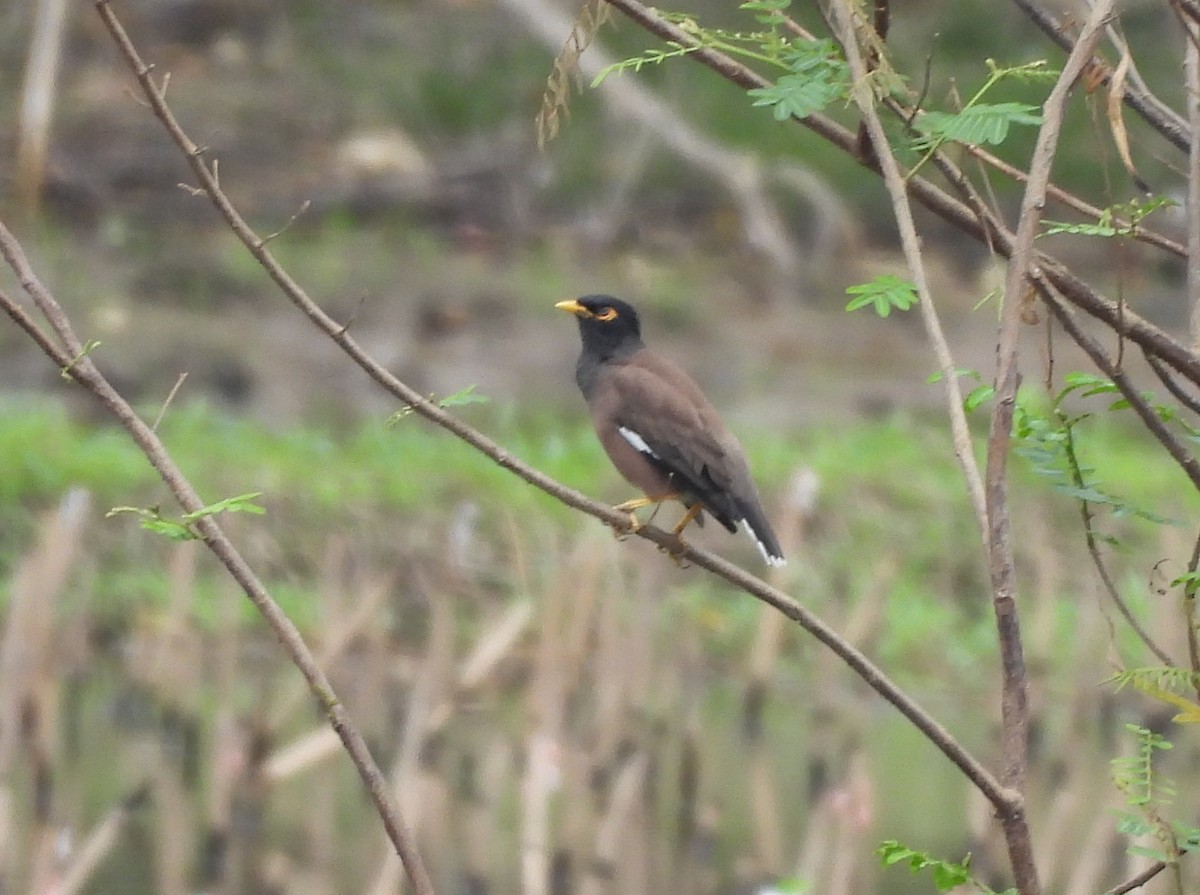 Common Myna - ML646867360