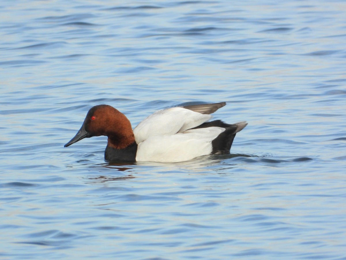Canvasback - ML646867361